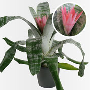 Aechmea 'Primera' + Cache pot Anthracite /